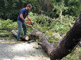 Professional Tree Care  in Middletown, DE